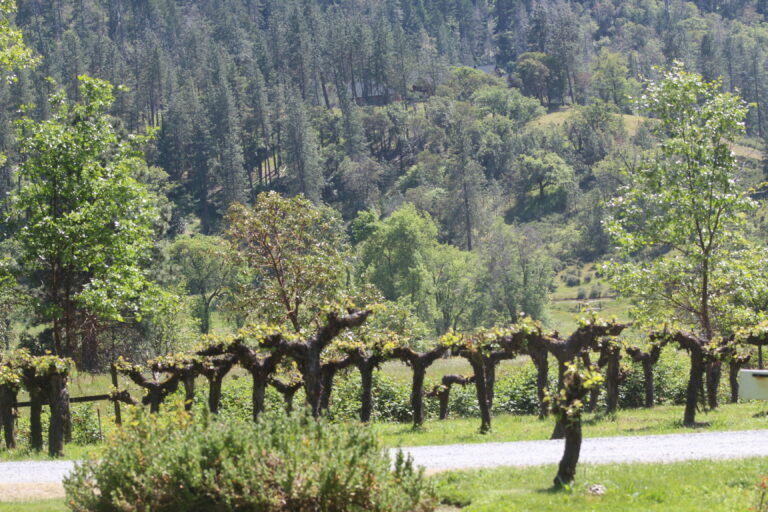Wooldridge Creek Winery