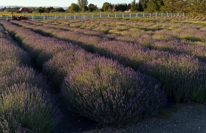Dos Mariposas Vineyard