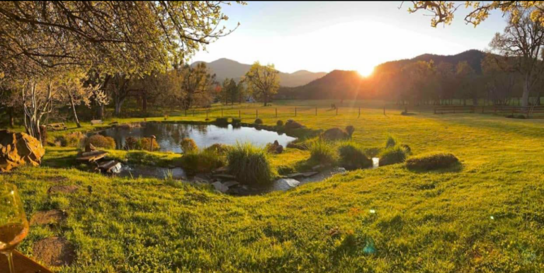 Wanderlust Vineyard